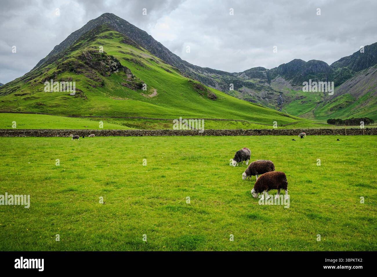 Le pecore con un bel vello marrone riccio pascolano sull'erba verde fresca in un'Aia ai piedi delle colline del Lake District Foto Stock
