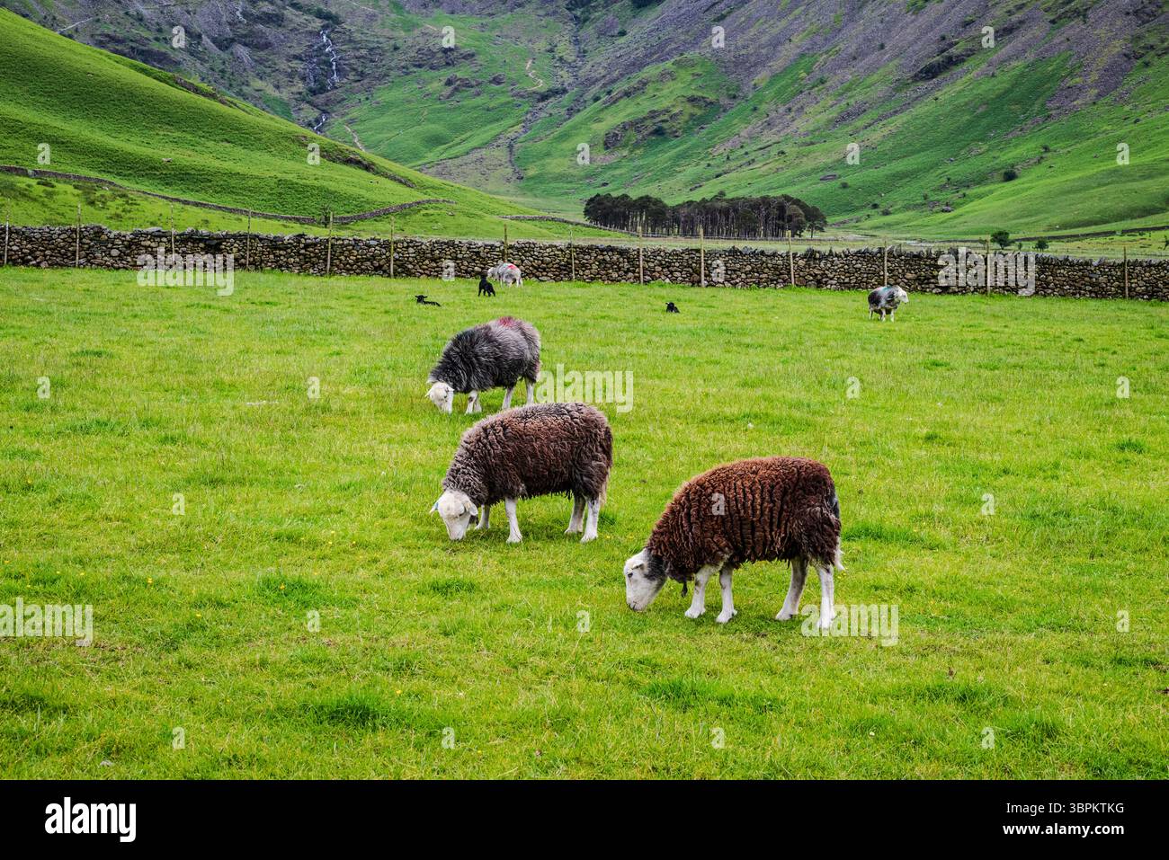 Le pecore con un bel vello marrone riccio pascolano sull'erba verde fresca in un'Aia ai piedi delle colline del Lake District Foto Stock