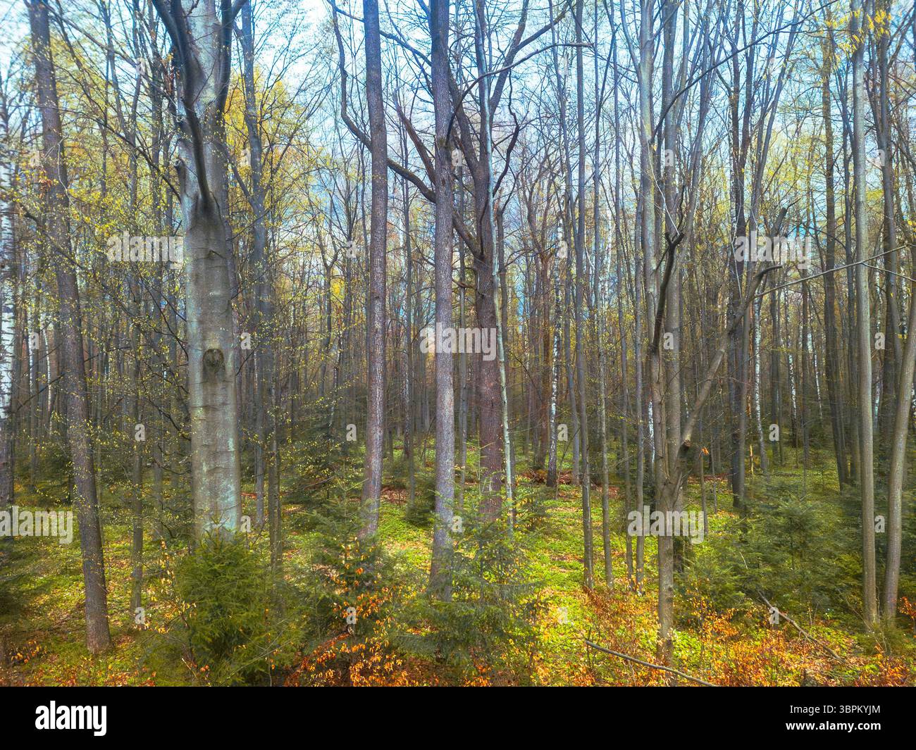Alberi alti con foglie verdi vibranti e accenni di colori autunnali creano un tranquillo ambiente forestale. La luce solare filtra attraverso il tettuccio, illuminatina Foto Stock