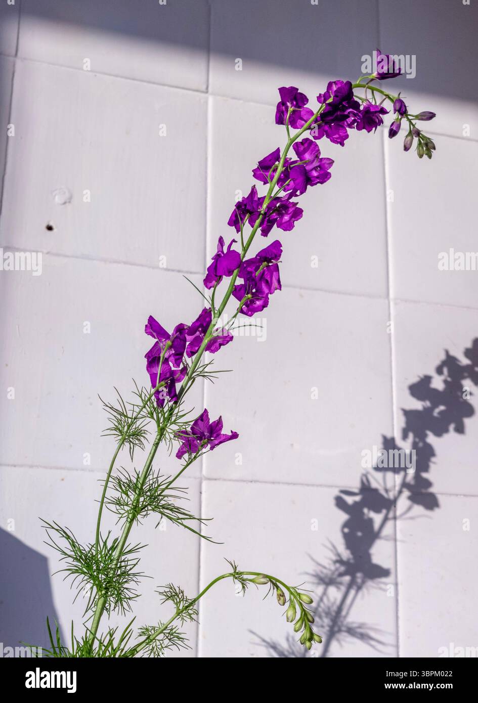 Un alto fiore viola regge elegantemente, crogiolandosi alla luce del sole. I fiori delicati si allungano verso l'alto su uno stelo sottile, creando un'ombra morbida sulla parete bianca Foto Stock