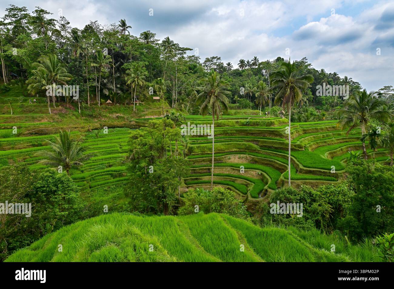 Terrazze di riso Tegallalang, lussureggianti risaie a gradini circondate da palme vicino a Ubud, Bali, Indonesia Foto Stock