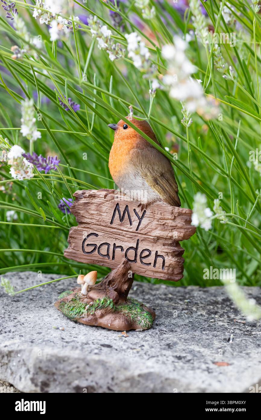 Il mio ornamento Garden robin tra la lavanda Foto Stock