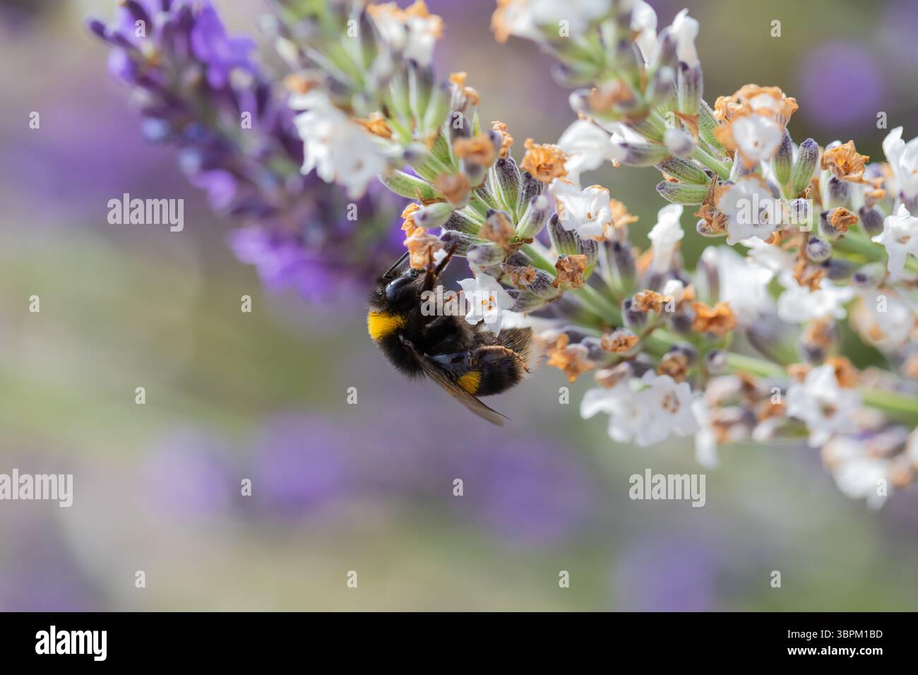 Un bumblebee dalla coda di Buff, Bombus Terrestris che raccoglie il nettare dai fiori di lavanda Foto Stock