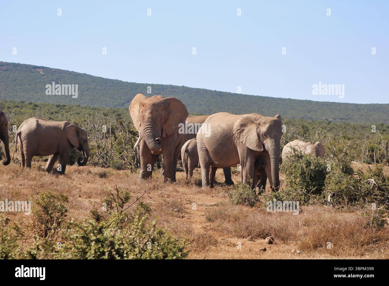 la famiglia degli elefanti mangia nella savana, in sudafrica Foto Stock