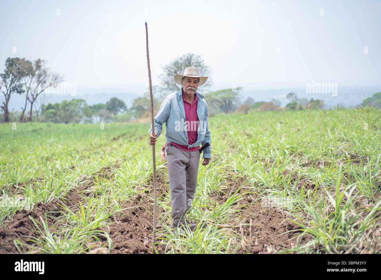 3 aprile 2020, Actopan, Veracruz, MÃ©xico: Dopo la quarantena COVID-19, molti lavori non essenziali sono stati scartati dal lavoro quotidiano, tuttavia gli agricoltori di Veracruz, in Messico, continuano a piantare CaÃ±a de Azucar e Mango al fine di generare reddito e riattivare l'economia negli anni '2021 (Immagine di credito: © Hector Adolfo Quintanar Perez/ZUMA Wire) Foto Stock