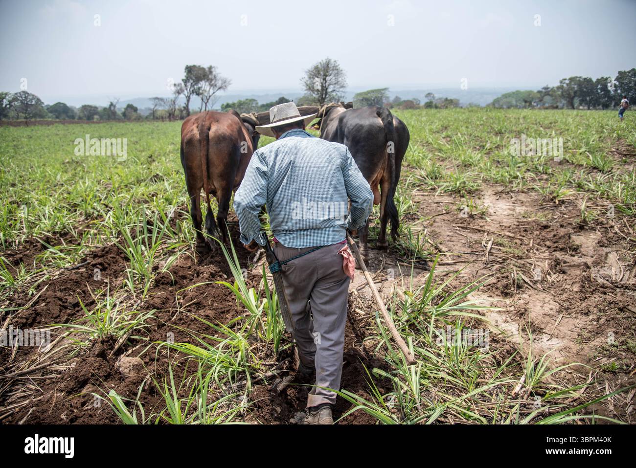 3 aprile 2020, Actopan, Veracruz, MÃ©xico: Dopo la quarantena COVID-19, molti lavori non essenziali sono stati scartati dal lavoro quotidiano, tuttavia gli agricoltori di Veracruz, in Messico, continuano a piantare CaÃ±a de Azucar e Mango al fine di generare reddito e riattivare l'economia negli anni '2021 (Immagine di credito: © Hector Adolfo Quintanar Perez/ZUMA Wire) Foto Stock
