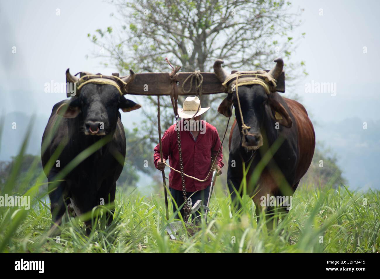 3 aprile 2020, Actopan, Veracruz, MÃ©xico: Dopo la quarantena COVID-19, molti lavori non essenziali sono stati scartati dal lavoro quotidiano, tuttavia gli agricoltori di Veracruz, in Messico, continuano a piantare CaÃ±a de Azucar e Mango al fine di generare reddito e riattivare l'economia negli anni '2021 (Immagine di credito: © Hector Adolfo Quintanar Perez/ZUMA Wire) Foto Stock