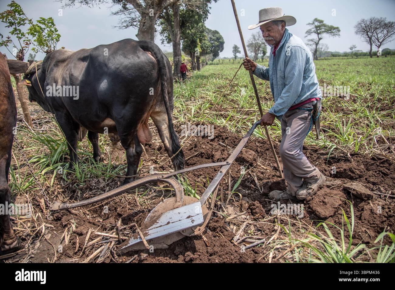 3 aprile 2020, Actopan, Veracruz, MÃ©xico: Dopo la quarantena COVID-19, molti lavori non essenziali sono stati scartati dal lavoro quotidiano, tuttavia gli agricoltori di Veracruz, in Messico, continuano a piantare CaÃ±a de Azucar e Mango al fine di generare reddito e riattivare l'economia negli anni '2021 (Immagine di credito: © Hector Adolfo Quintanar Perez/ZUMA Wire) Foto Stock