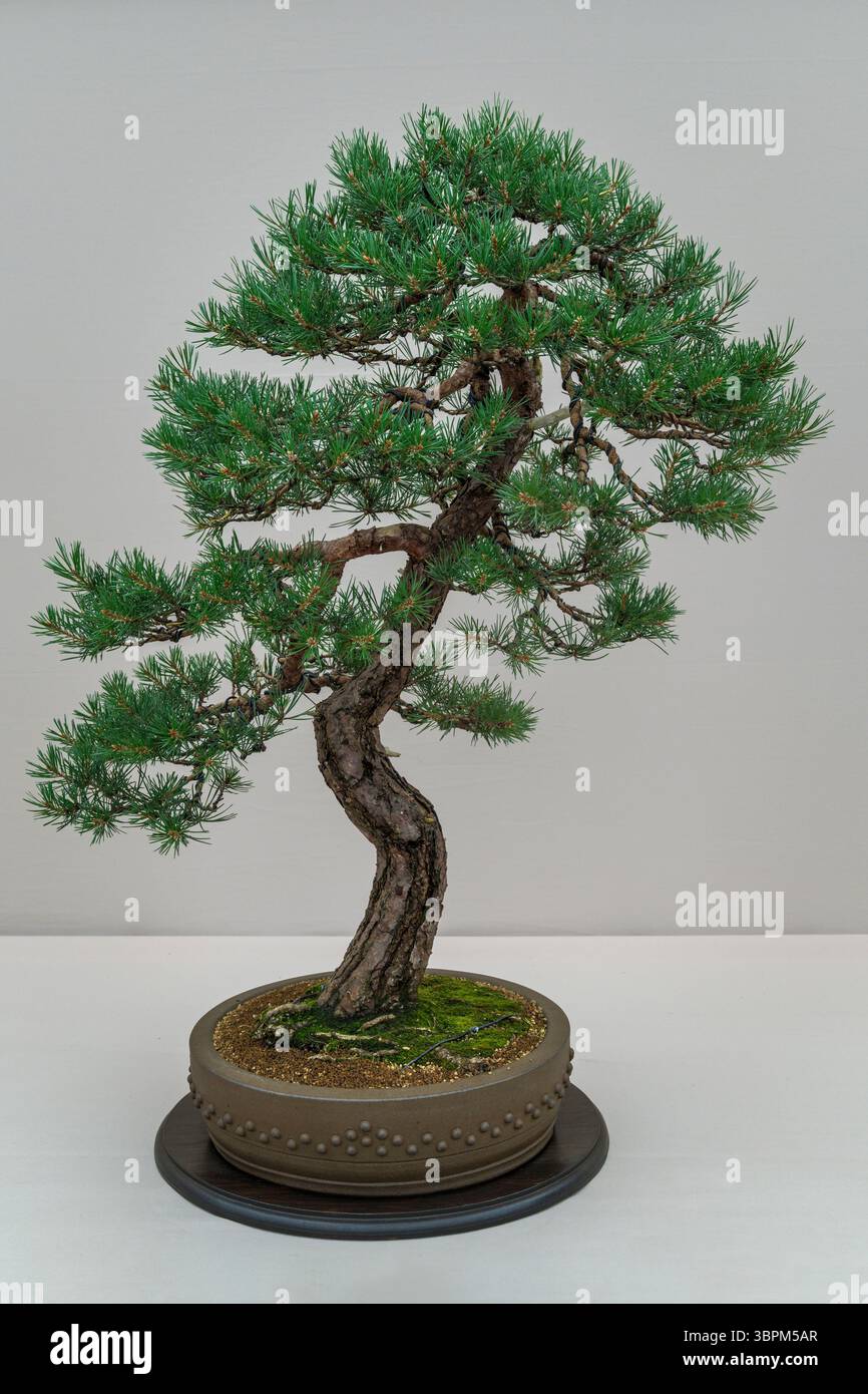 Hampton Court Palace, Richmond, Londra - 2025 RHS Garden Festival. Il bonsai è l'arte giapponese di coltivare e modellare alberi in miniatura in contenitori Foto Stock