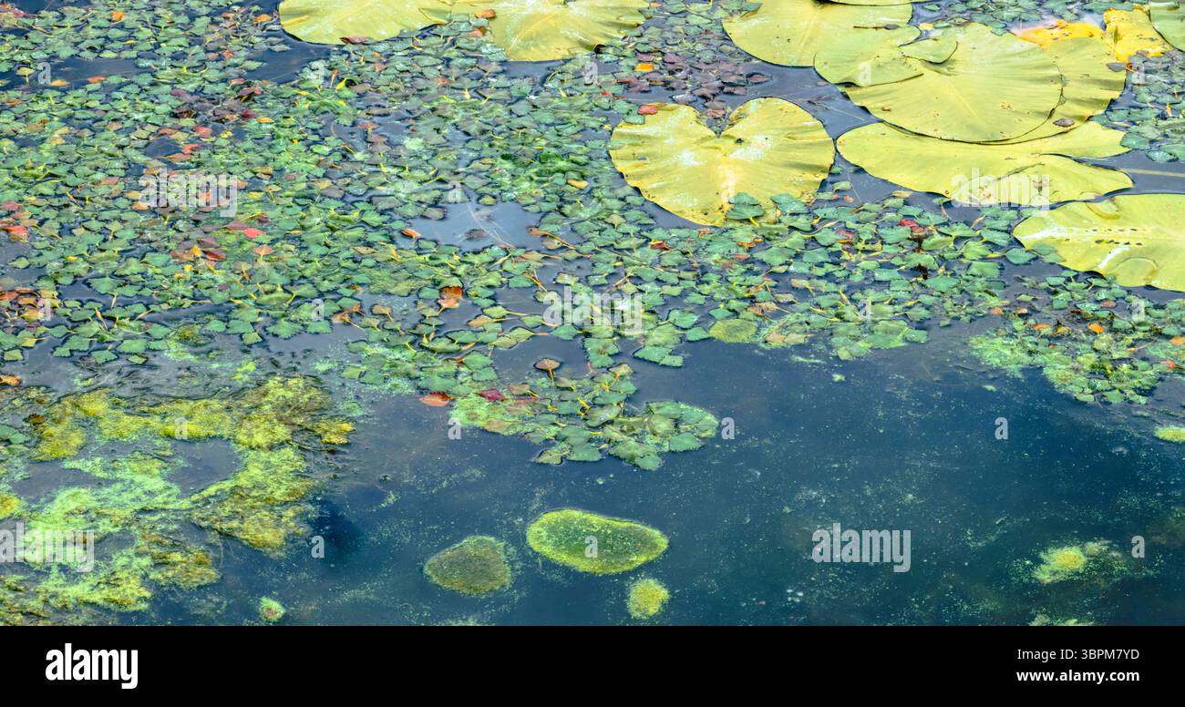 I coloratissimi ninfee e le alghe riflettono la bellezza dell'estate nelle acque inquinate, illustrando gli effetti dei rifiuti urbani sulla vita acquatica. L'inquinamento altera il Foto Stock