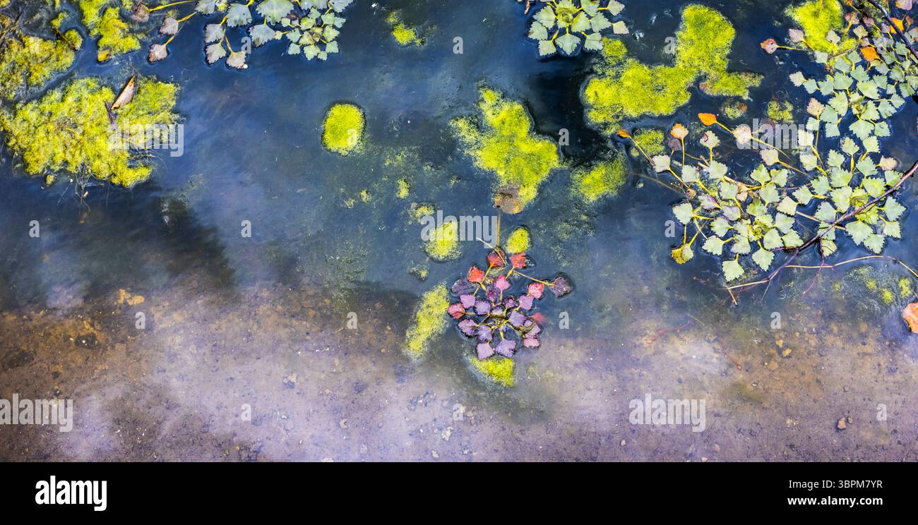 Lussureggianti alghe verdi galleggia sulla superficie di uno stagno durante l'estate, rivelando gli effetti dell'inquinamento idrico sull'ecosistema, con detriti sparsi Foto Stock