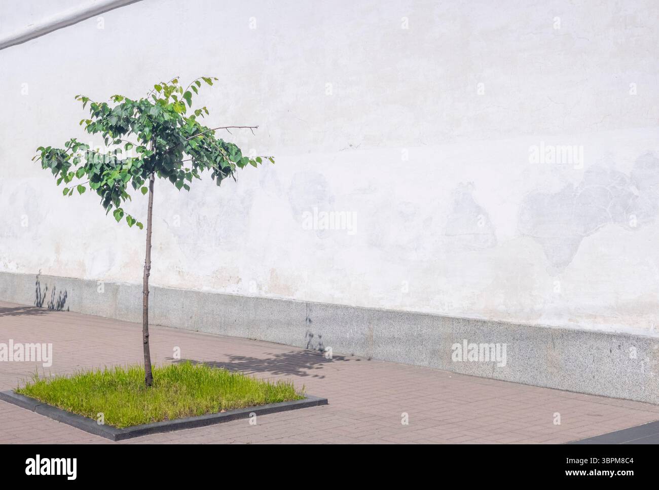 Un albero solitario con foglie verdi sorge da una macchia d'erba sullo sfondo minimalista della città. La parete bianca e aspra enfatizza il vibrante albero Foto Stock