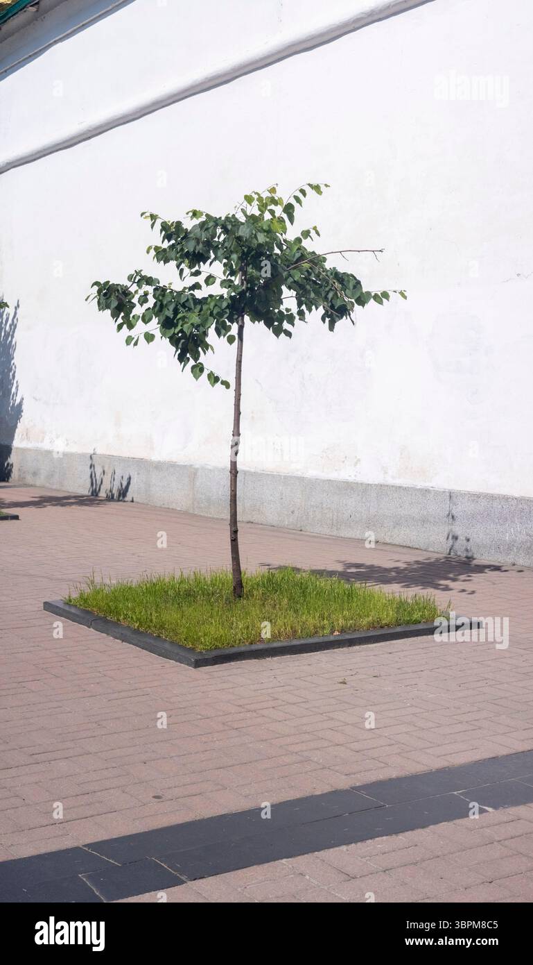 Un singolo albero minimalista sorge in mezzo a una piazza di erba verde in un ambiente cittadino, evidenziando il contrasto tra natura e architettura urbana Foto Stock