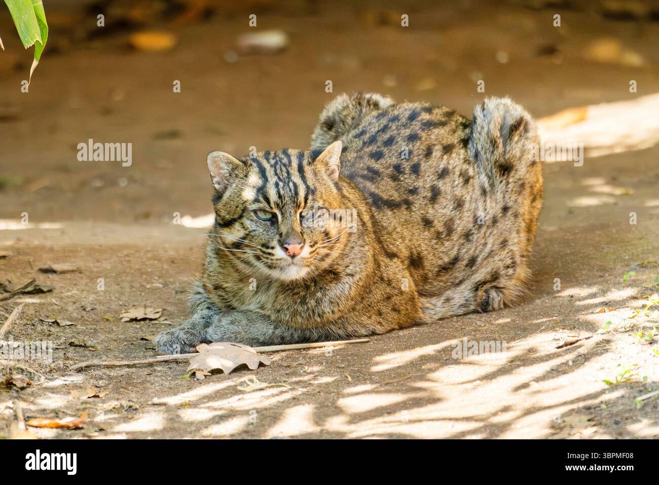 Gatto da pesca, Yu mao (Prionailurus viverrinus, Felis viverrinus), disteso su terreno sabbioso Foto Stock