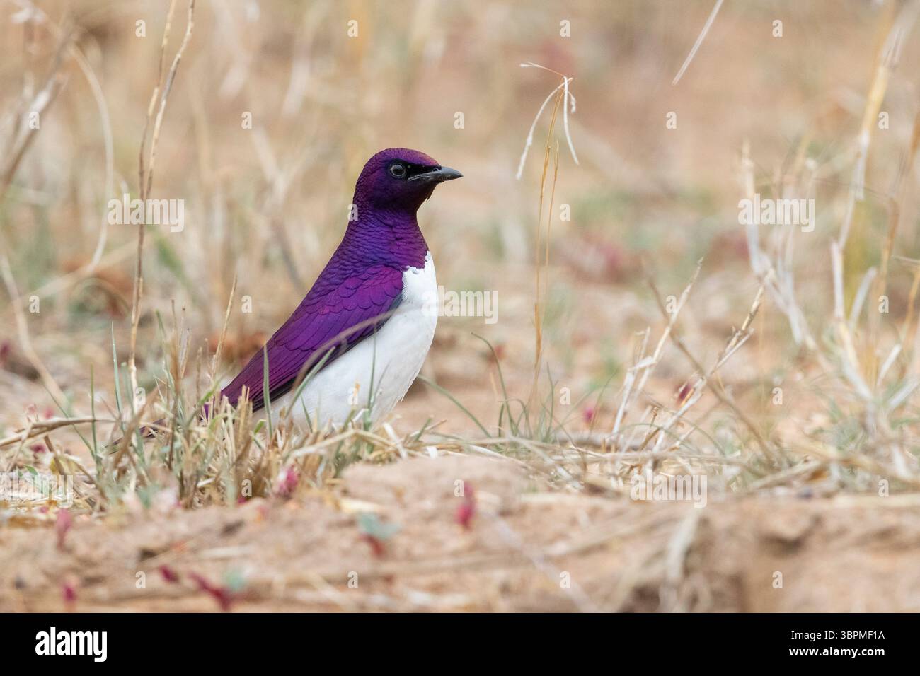 violet starling (Cinnyricinclus leucogaster), vista laterale di un adulto in piedi a terra, Sudafrica, Mpumalanga Foto Stock
