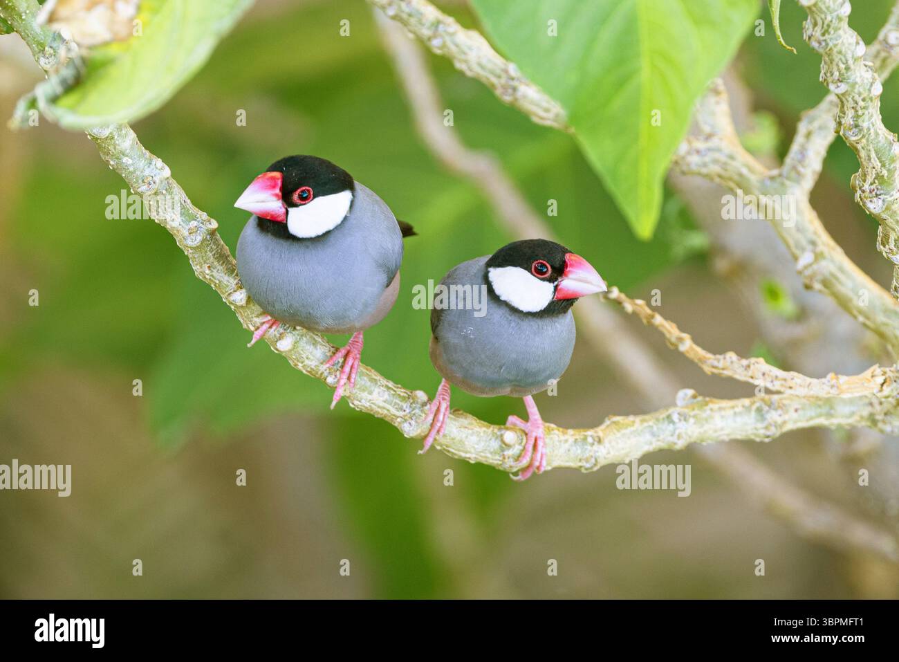 Passero di Giava, Padda oryzivora, Java Finch, Java Rice Sparrow, Java Rice Bird (Padda oryzivora, Lonchura oryzivora), coppia, invasive species, USA, conf Foto Stock