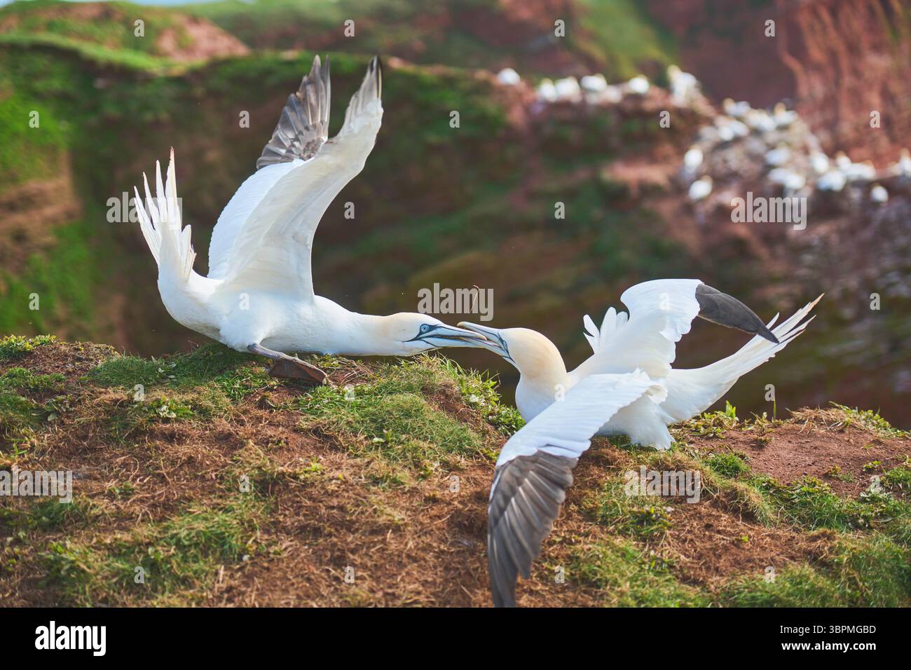 Gannet settentrionale (Sula bassana, Morus bassanus), due gannetti settentrionali che combattono tra loro sulla costa rocciosa, Germania, Schleswig-Holstein, Heligol Foto Stock