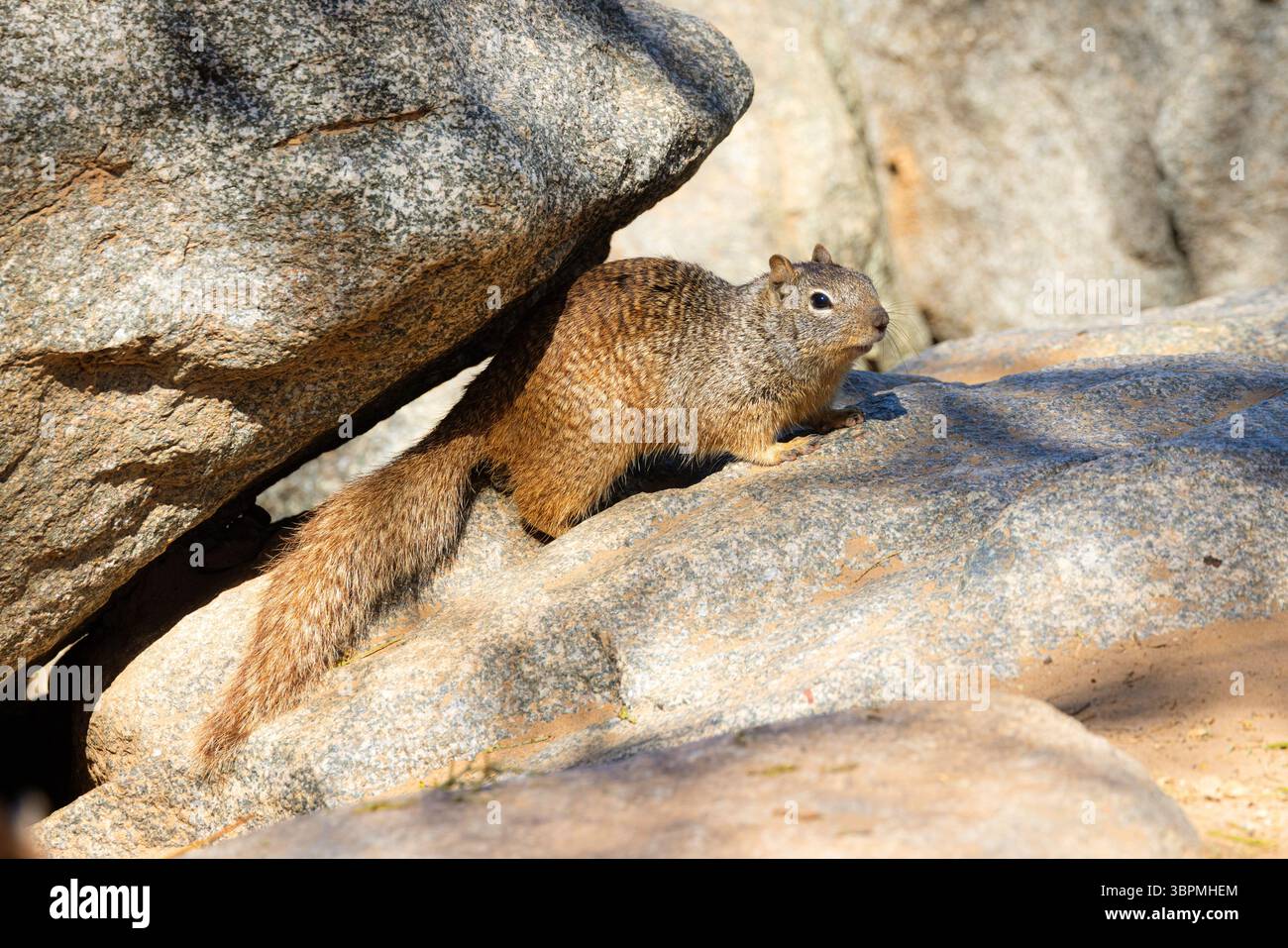 Scoiattolo di roccia (Citellus variegatus), seduto tra le rocce sulla riva del fiume, USA, Arizona, Salt River Foto Stock
