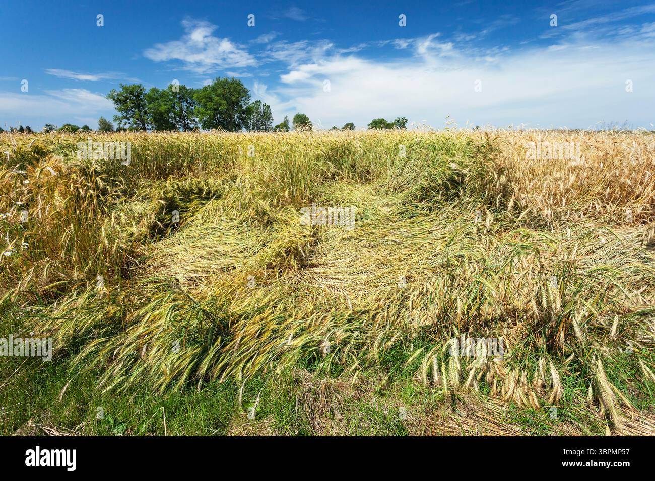 Grano depositato sul campo di riva e cielo blu con nuvole bianche Foto Stock