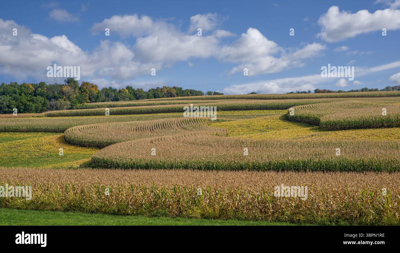 Campi di mais e soia all'inizio dell'autunno: Strati alternati di mais e soia maturano in un giorno di settembre nel Wisconsin meridionale. Foto Stock Campi di mais e soia all'inizio dell'autunno: Strati alternati di mais e soia maturano in un giorno di settembre nel Wisconsin meridionale. Foto Stock