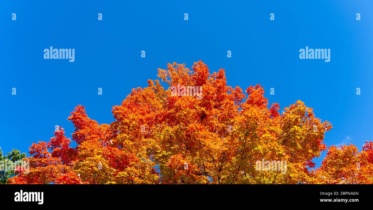 Alberi di acero autunnali colorati con cielo blu e nuvole bianche sullo sfondo. Foto Stock