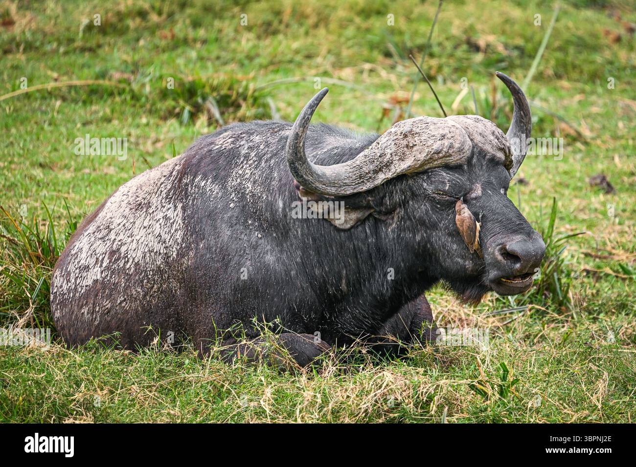 Bufalo africano adagiato sull'erba con un uccello oxpecker sul viso, Parco Nazionale di Amboseli, Kenya Foto Stock Bufalo africano adagiato sull'erba con un uccello oxpecker sul viso, Parco Nazionale di Amboseli, Kenya Foto Stock