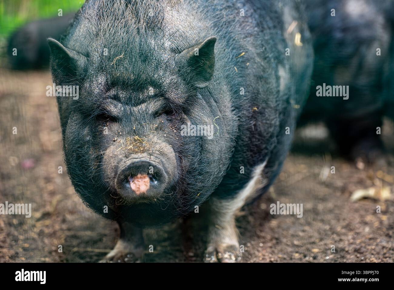 Maiale adulto con panciotto in piedi su un terreno fangoso. Foto Stock
