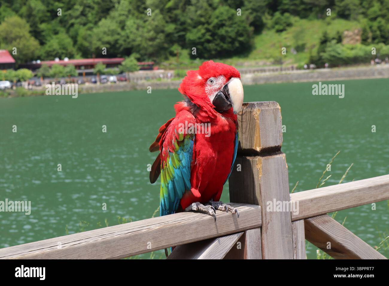 Primo piano di un pappagallo rosso colorato e vivace Foto Stock