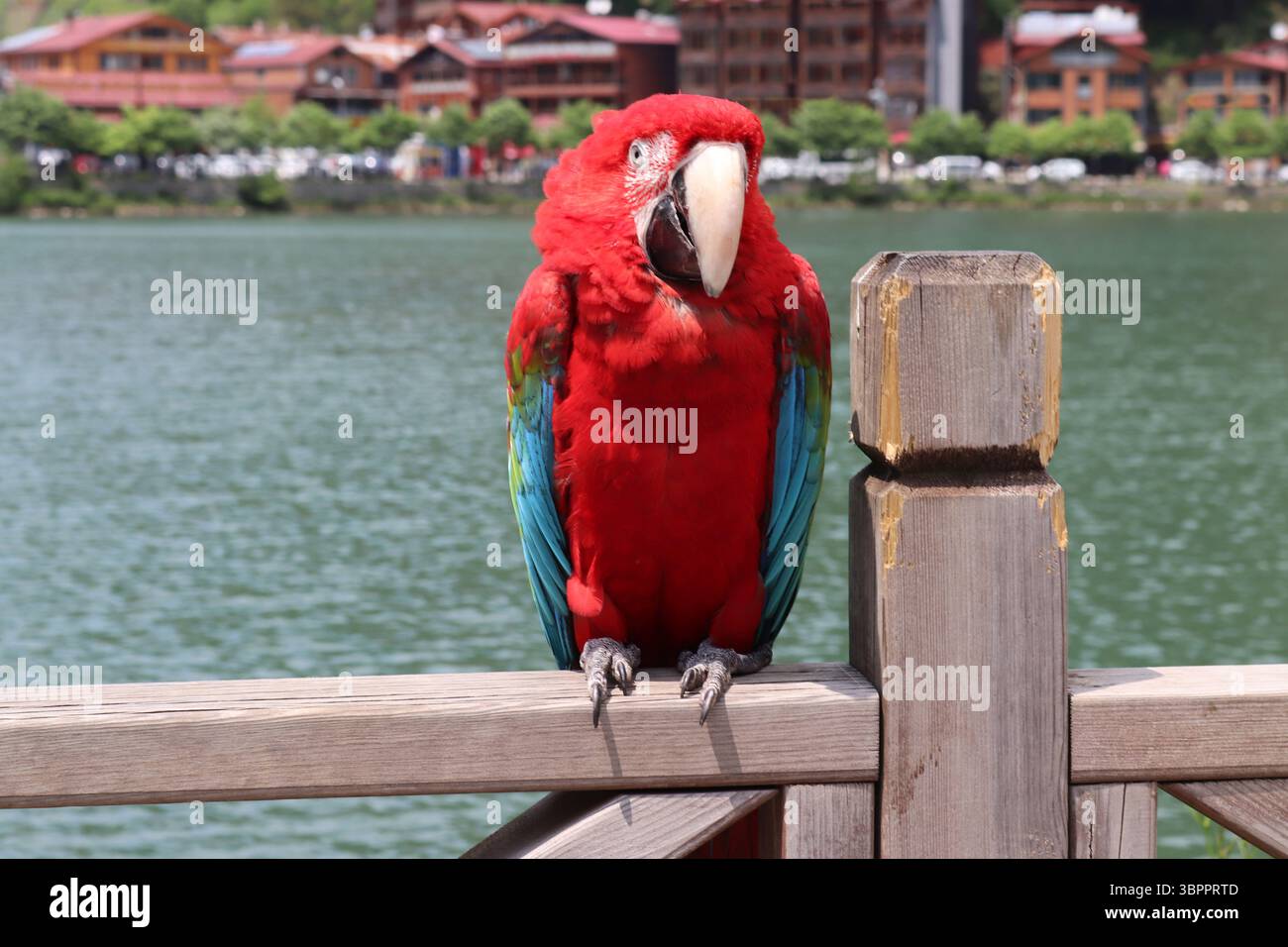 Primo piano di un pappagallo rosso colorato e vivace Foto Stock