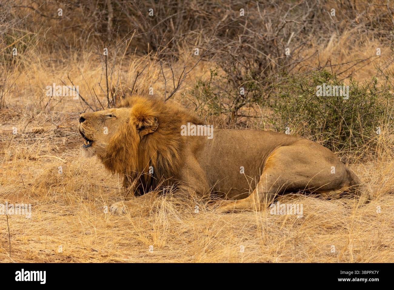Primo piano di un leone sdraiato e ruggito nel Parco Nazionale di Kruger in Sudafrica Foto Stock