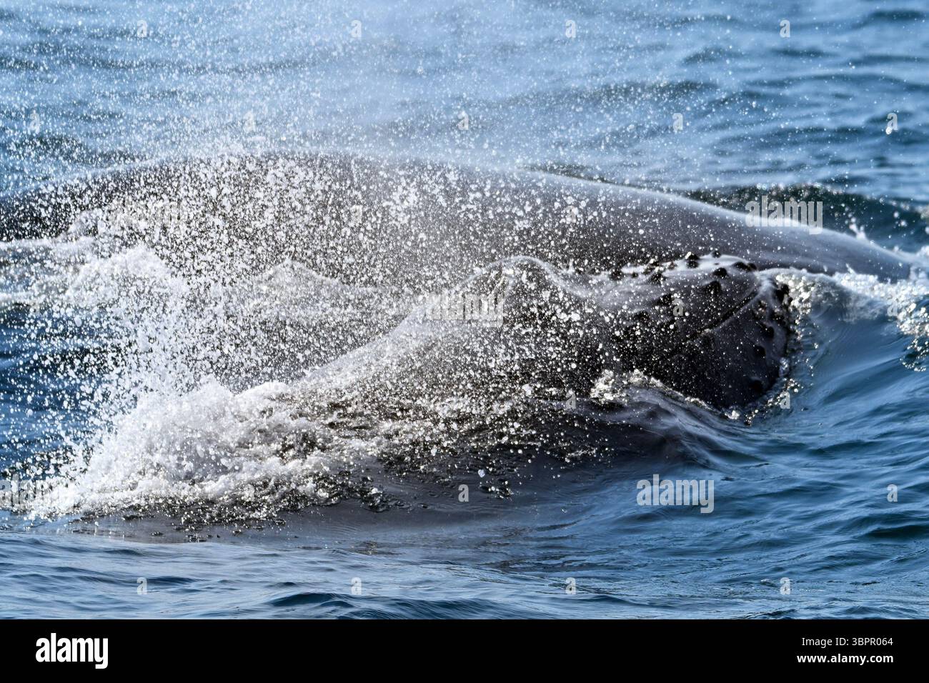 Primo piano di una megattera che affiora e spruzza d'acqua nell'Oceano Atlantico al largo della costa del Massachusetts, Stati Uniti. Foto Stock