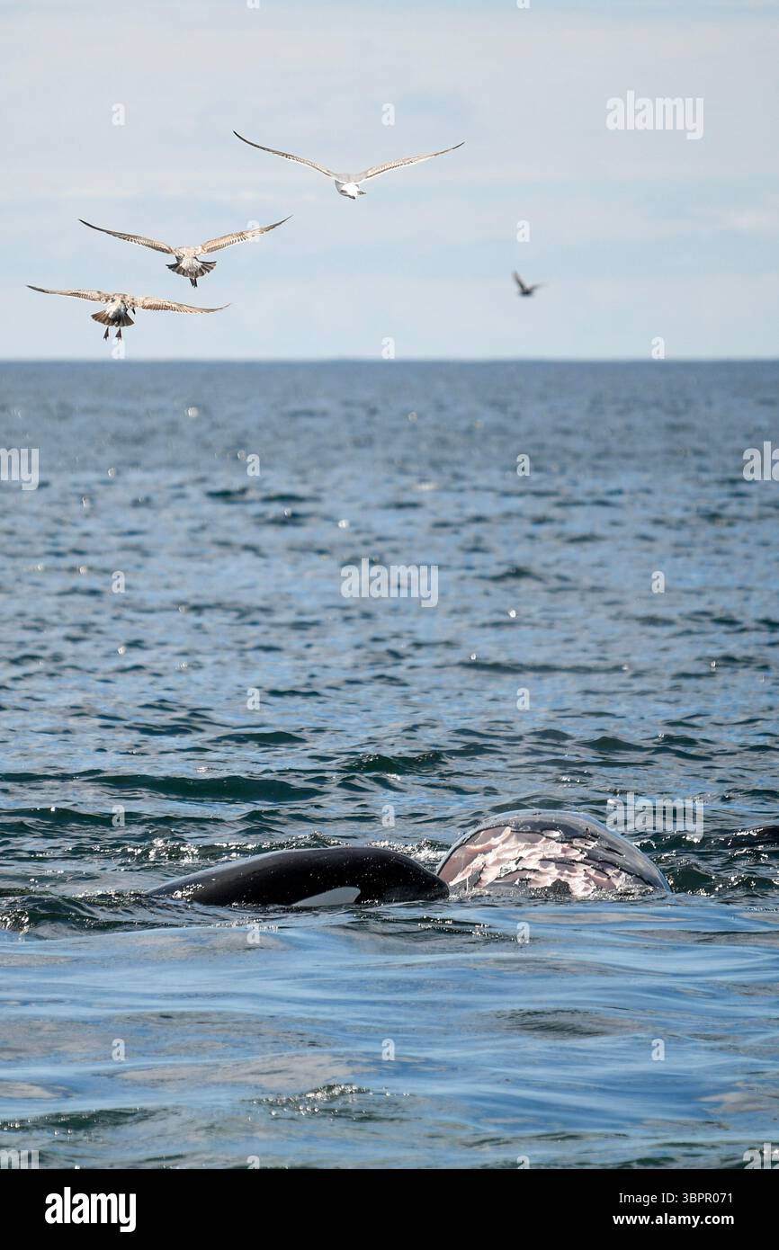 Gruppo di gabbiani che volano sopra una balena assassina e una carcassa di balena nell'oceano, California, Stati Uniti Foto Stock