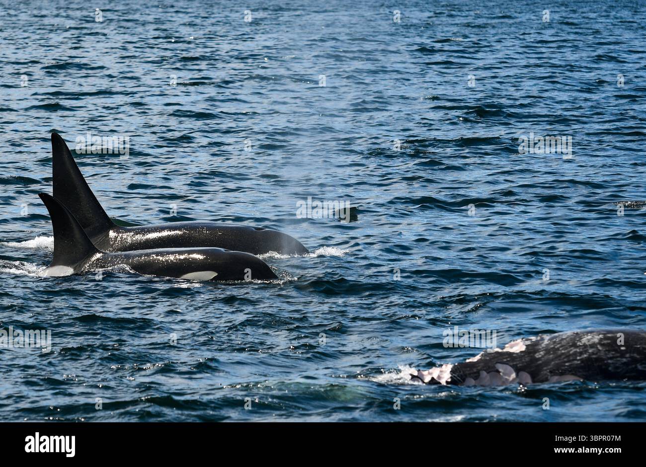 Due orche che affiorano fianco a fianco, con una carcassa di balene nelle vicinanze nell'oceano, California, Stati Uniti Foto Stock