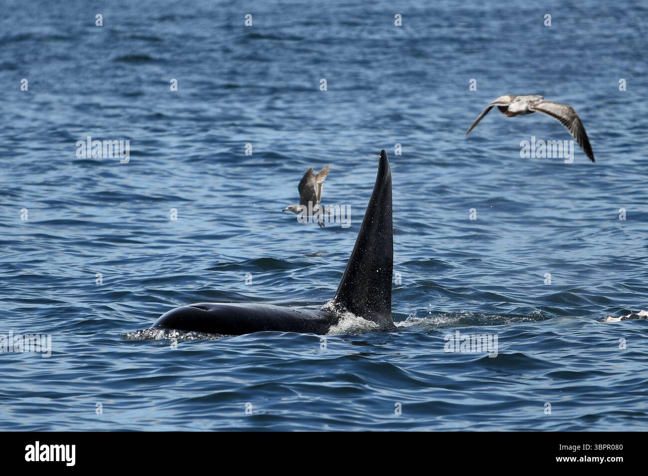 Primo piano di una pinna dorsale di una balena assassina che affiora accanto a una carcassa di balena che galleggia nell'oceano, Monterey, California, USA. Foto Stock