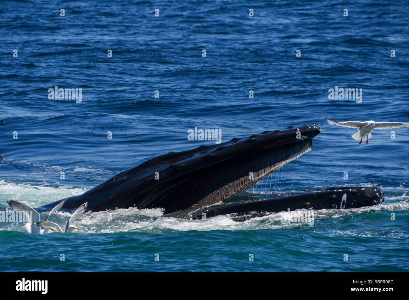 Avvistamento di megattere sulla superficie dell'oceano con bocca aperta e gabbiani nelle vicinanze, al largo del Massachusetts, Stati Uniti Foto Stock