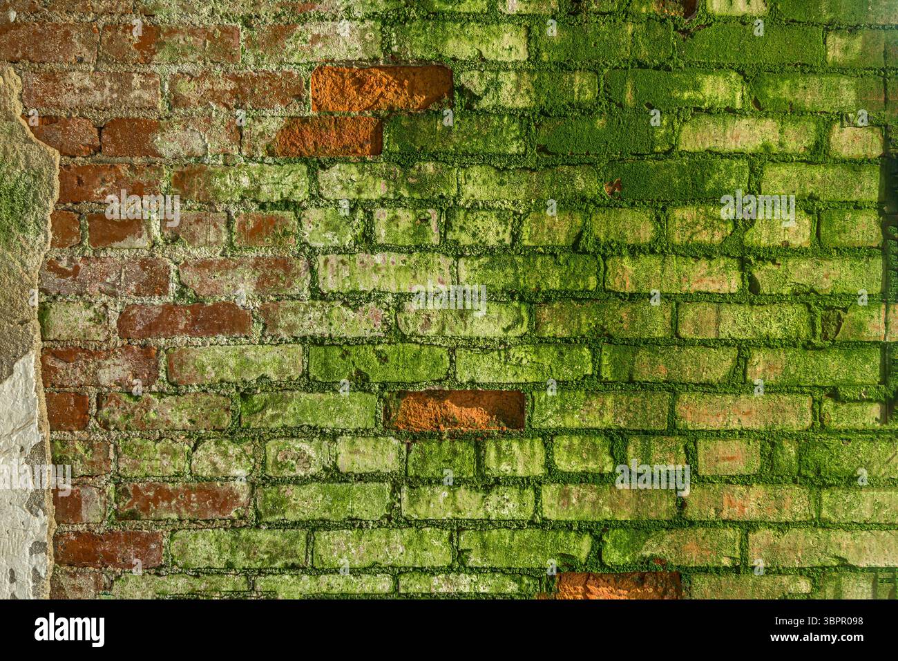 Muro in mattoni all'interno di un edificio abbandonato coperto di muschio, Indiana, USA Foto Stock