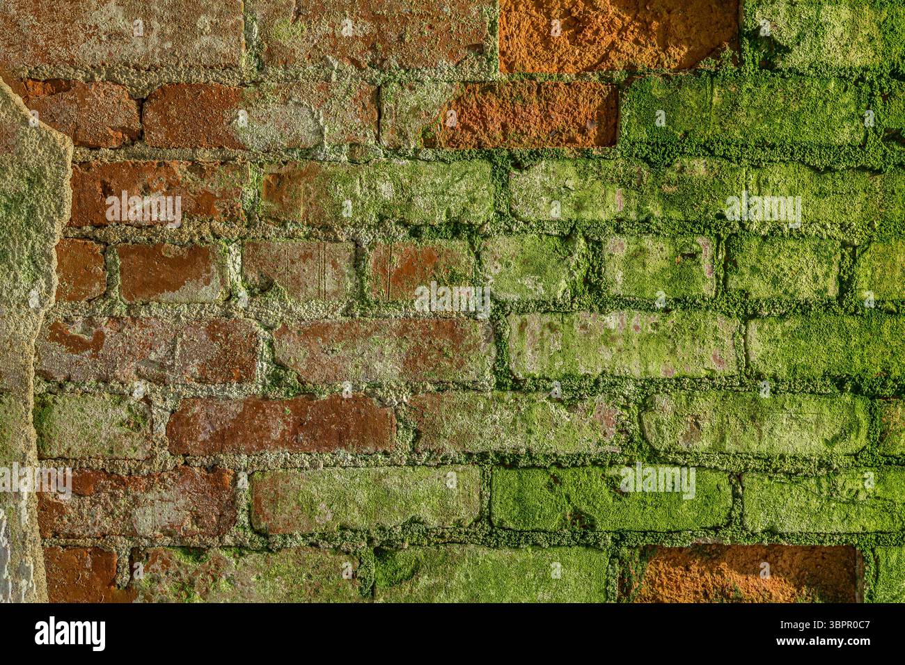 Muro in mattoni all'interno di un edificio abbandonato coperto di muschio, Indiana, USA Foto Stock