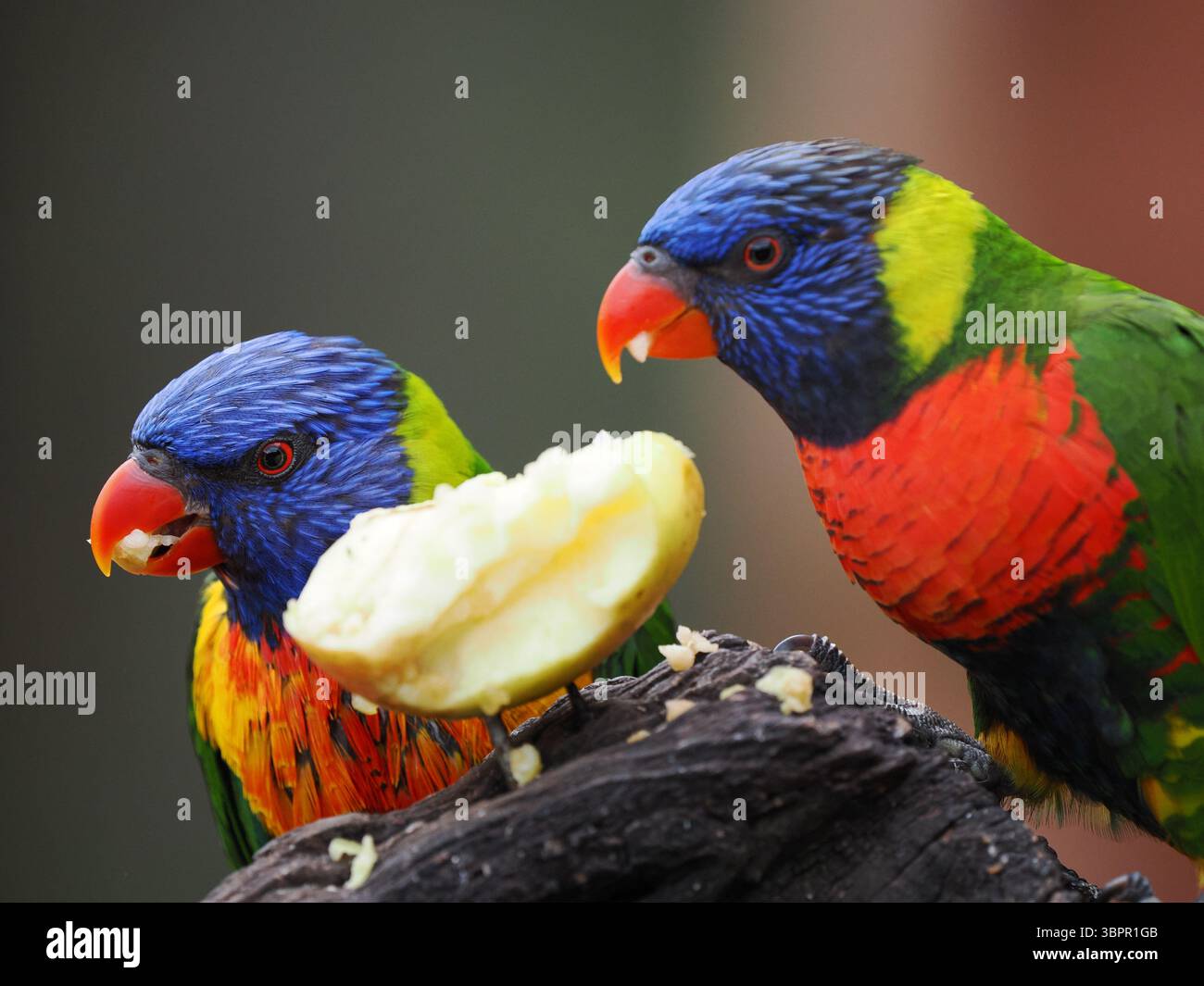 Uno scatto dinamico di due splendidi lorikei arcobaleno dai colori vivaci, entrambi incentrati su un pezzo di mela, che mostrano la loro interazione giocosa. Foto Stock