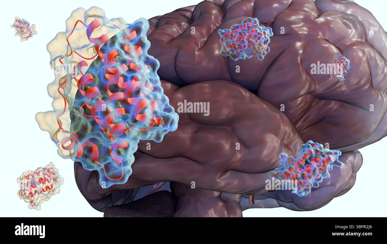 Una rappresentazione 3d delle molecole di leptina e del cervello umano, i meccanismi che comunicano direttamente il grasso del corpo si riserva al cervello per l'appetito Foto Stock