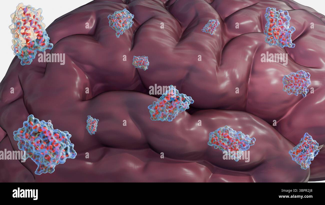 Una rappresentazione 3d delle molecole di leptina e del cervello umano, i meccanismi che comunicano direttamente il grasso del corpo si riserva al cervello per l'appetito Foto Stock