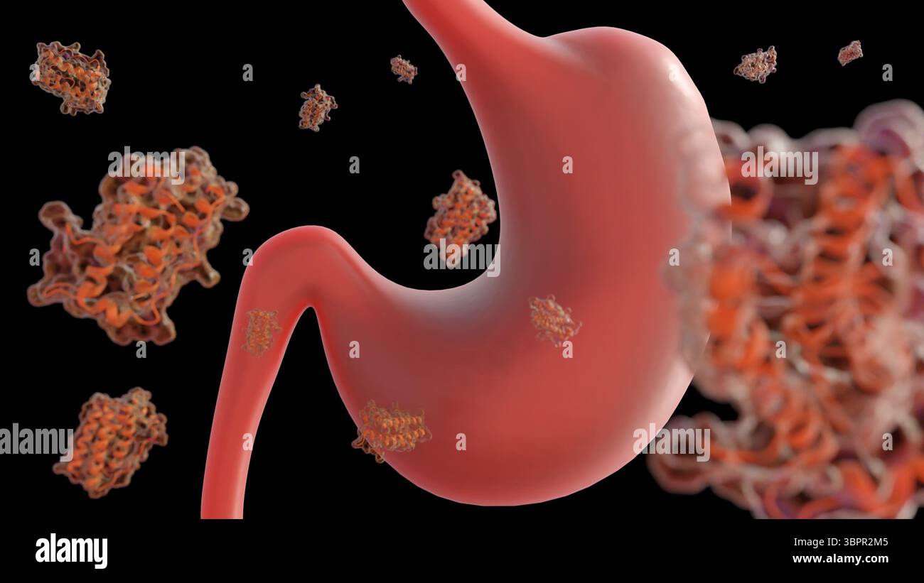 Rendering 3d di molecole di leptina sparse e stomaco umano. Foto Stock