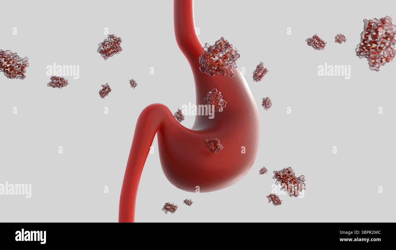Rendering 3d di molecole di leptina sparse e stomaco umano. Foto Stock