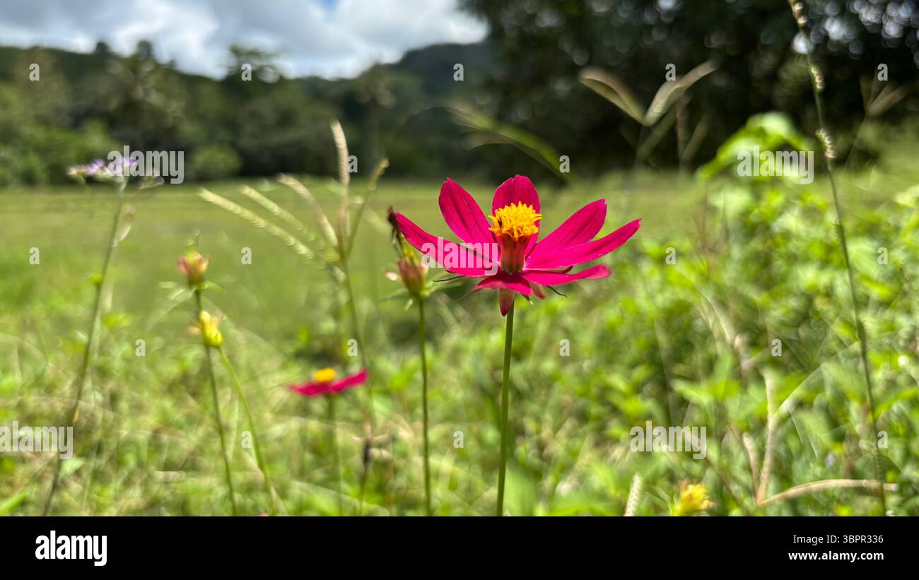 fiori rosa isolati in natura Foto Stock