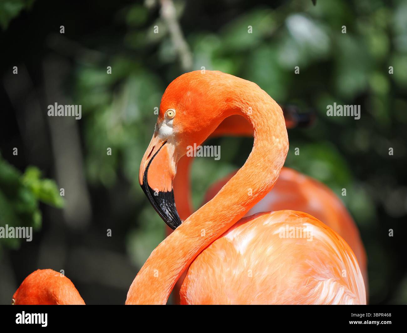 Primo piano artistico di un vivace fenicottero caraibico arancione, con il suo elegante collo A S e il caratteristico becco con punta nera ben esposto. Foto Stock