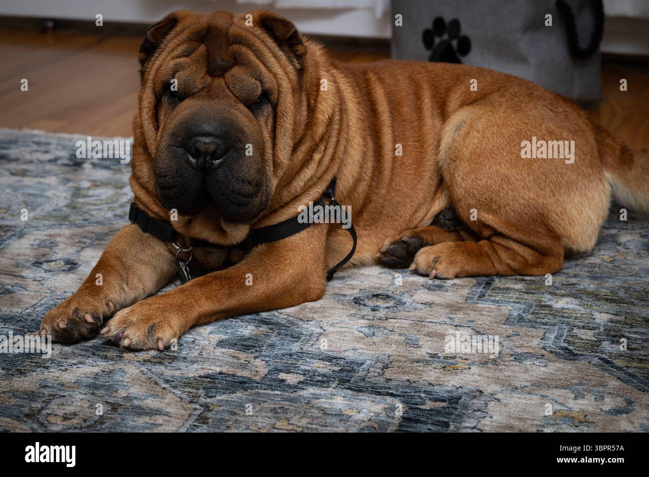 New Britain, Connecticut, Stati Uniti 07-09-2025: Primo piano di un cane Shar Pei che giace comodamente su un tappeto decorativo all'interno. Foto Stock New Britain, Connecticut, Stati Uniti 07-09-2025: Primo piano di un cane Shar Pei che giace comodamente su un tappeto decorativo all'interno. Foto Stock