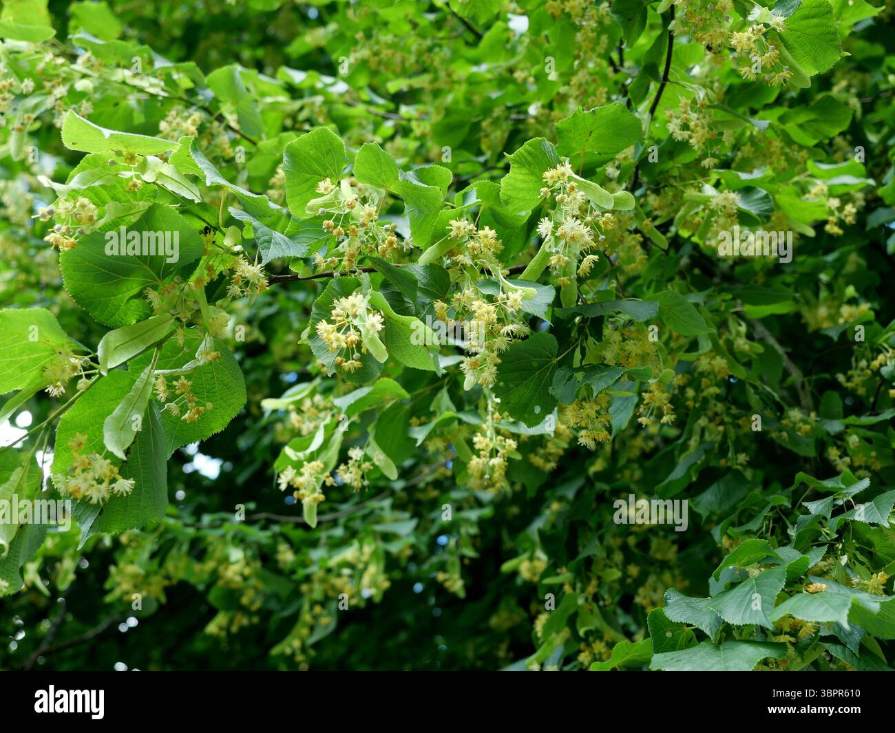 il delicato tiglio fiorisce con sepali e stami sull'albero. Pianta medicinale dalla leggerezza estiva. Ideale come sfondo. Copyspace. Foto Stock