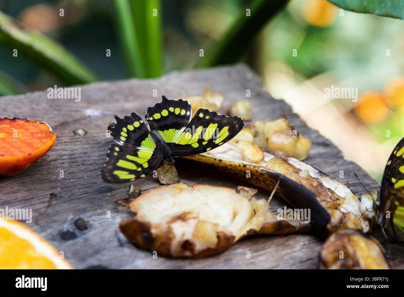 Una bellissima farfalla è una vista dall'alto. Ordine degli insetti con inversione completa Foto Stock