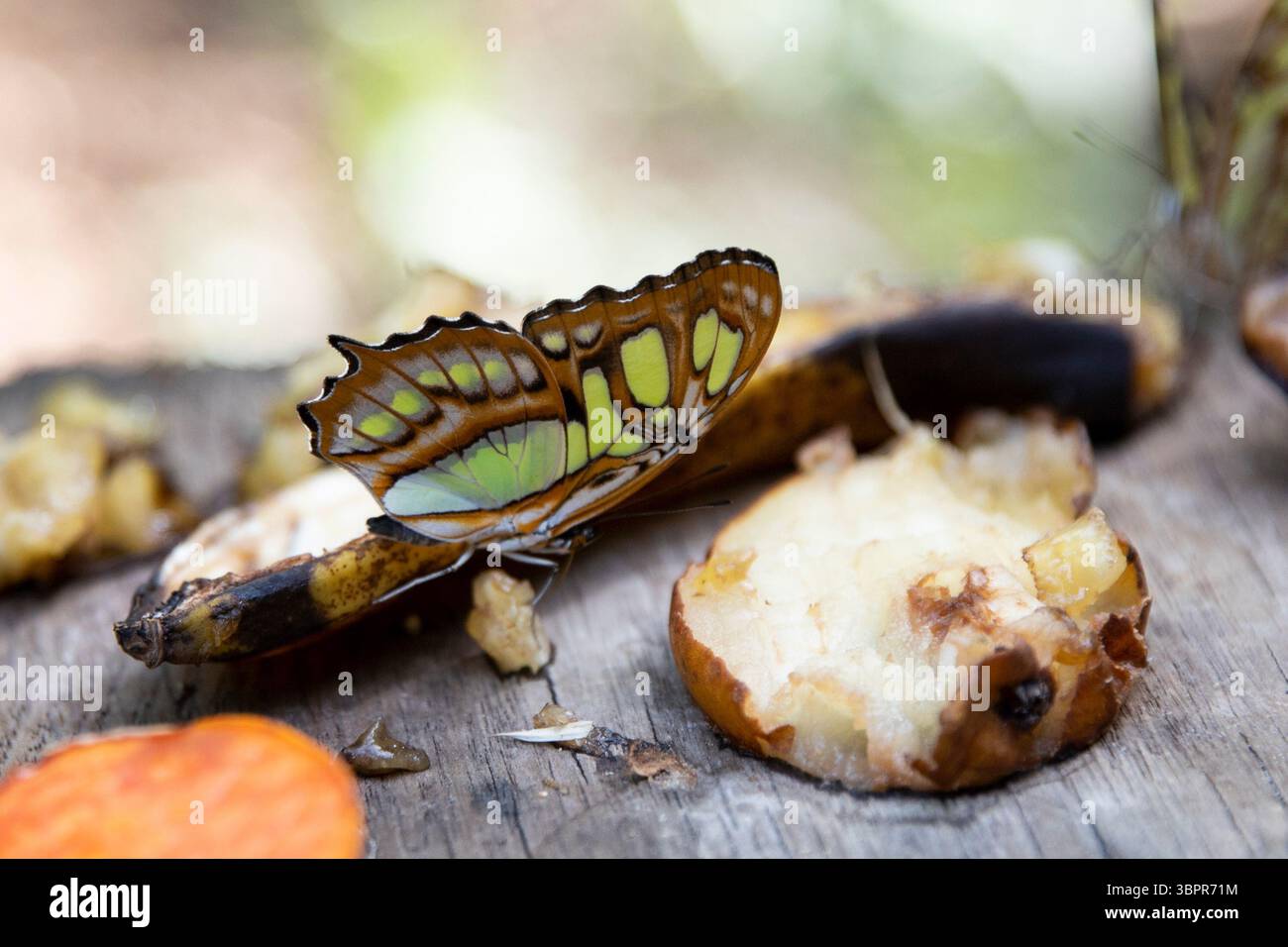 Una bella farfalla sta mangiando frkty. inversione completa degli insetti Foto Stock