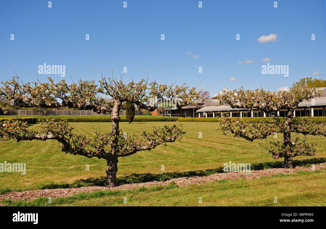 Espalier ha addestrato i meli appena arrivati per fiorire nei giardini del Palazzo Romano di Fishbourne, Chichester. Foto Stock Espalier ha addestrato i meli appena arrivati per fiorire nei giardini del Palazzo Romano di Fishbourne, Chichester. Foto Stock