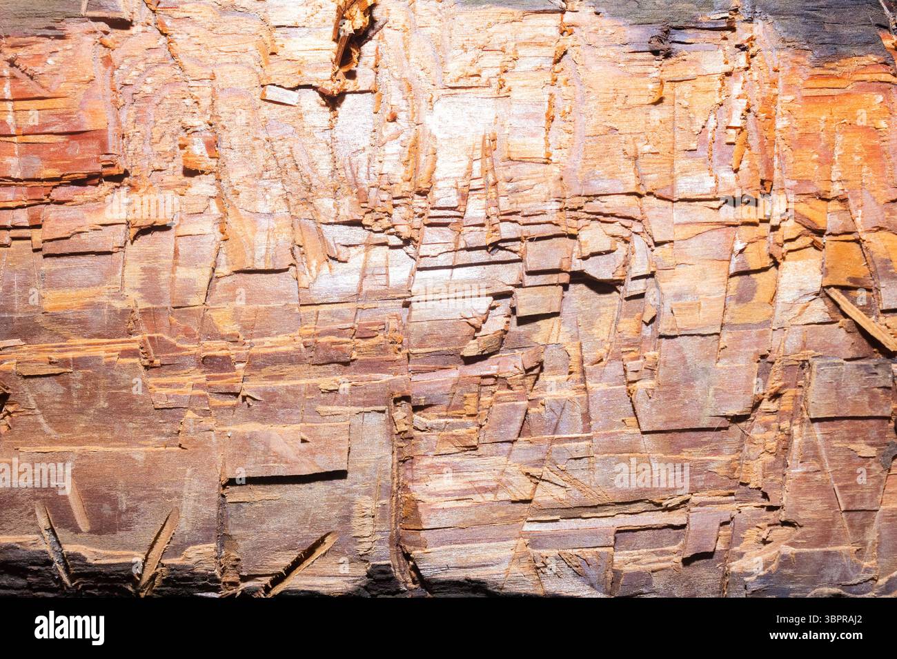 Primo piano della texture fotografica dei segni di impatto con ascia di legno tagliata. Foto Stock
